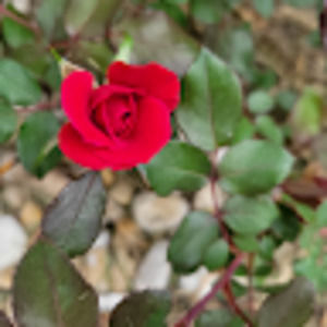 Meet your Posher, Destiny